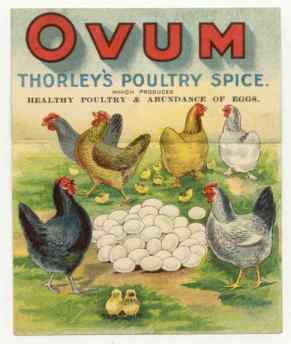 לא השניצלים שמאכילים את הילדים שלנו